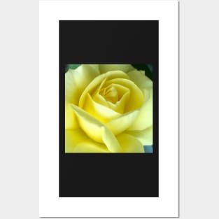 Yellow Rose of Texas Posters and Art